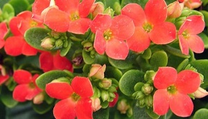 Kalanchoe za liječenje kroničnog prostatitisa